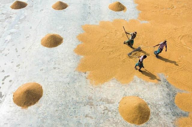 Kazi Mushfiq (Bangladéš): Harvesting Gold